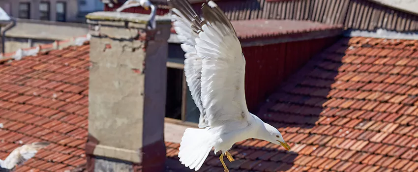 Residential Chimney Animal Removal Solution in Gainesville, TX