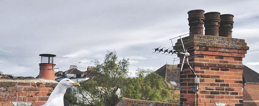 Chimney Cleaning And Restoration in Gainesville, Texas